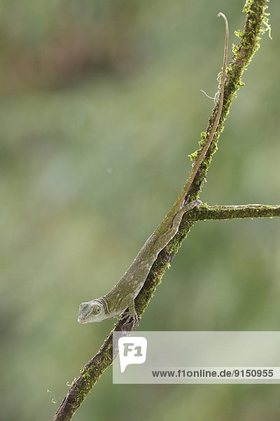 Baum  grün  Ast  hocken - Tier  Mittelamerika  Anolis