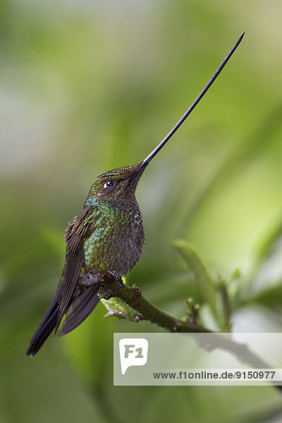 Ast  hocken - Tier  Rechnung  Ecuador  Kolibri  Südamerika  Schwert