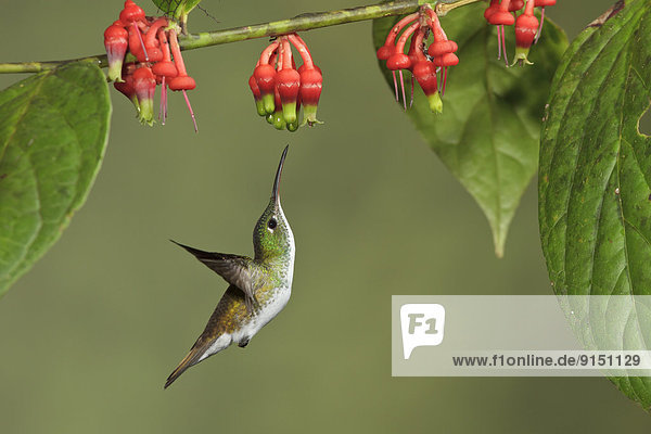 fliegen  fliegt  fliegend  Flug  Flüge  Blume  Anden  Ecuador  Smaragd  füttern  Kolibri  Südamerika