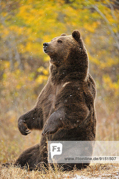 Vereinigte Staaten von Amerika  USA  Grizzlybär  ursus horibilis  Grizzly  Berg  spät  Herbst  Lebensraum  Bär  Gefangenschaft