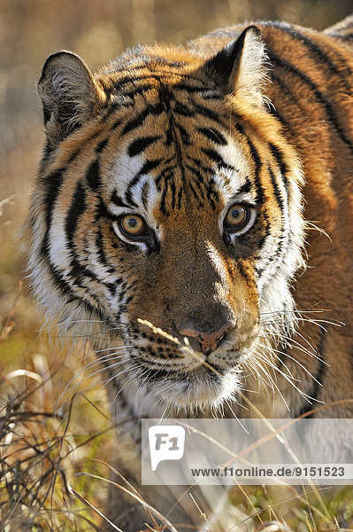 Vereinigte Staaten von Amerika  USA  nahe  Raubkatze  Tiger  Panthera tigris  Lebensraum  Gefangenschaft