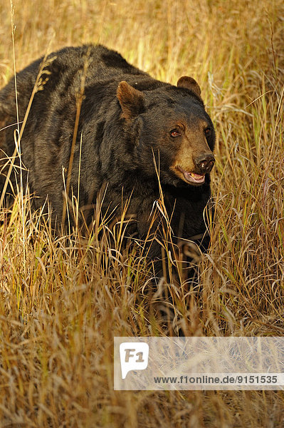 Vereinigte Staaten von Amerika  USA  Schwarzbär  Ursus americanus  spät  Herbst  amerikanisch  Lebensraum  Gefangenschaft