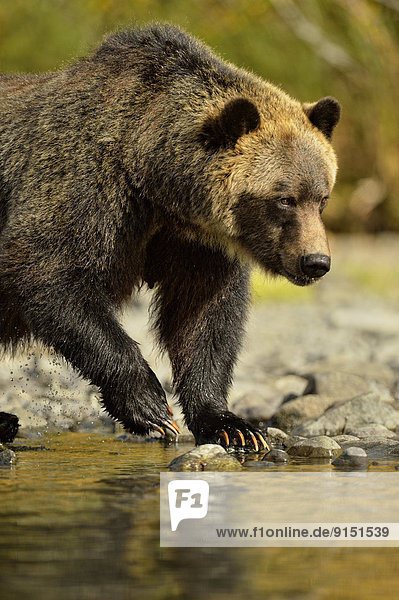 Grizzlybär  ursus horibilis  Grizzly  Küste  Fluss  Jagd  vorwärts  Lachs  Bär  Kanada  Laich