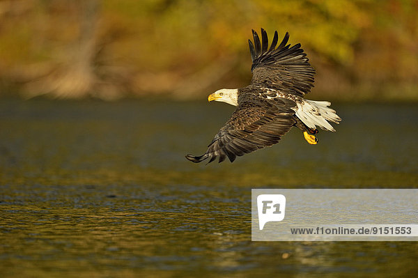 Weißkopfseeadler Haliaeetus leucocephalus fliegen fliegt fliegend Flug Flüge über Fluss Lachs British Columbia Kanada Jahreszeit Laich
