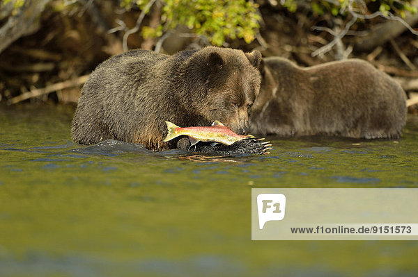 Grizzlybär  ursus horibilis  Grizzly  Lachs  essen  essend  isst  Rotlachs  Oncorhynchus nerka  Bär  Kanada  Laich