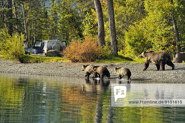 Bär  Grizzlybär  ursus horibilis  Grizzly  nahe  Fluss  camping  nähern  Lachs  Ländliches Motiv  ländliche Motive  Wachmann  Kanada