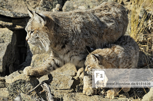 Bobcat (Lynx rufus) Captive kittens and adult in late autumn mountain habitat  Bozeman  Montana  USA