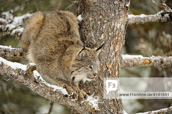 Canadian Lynx (Lynx canadensis) Captive  Bozeman  Montana  USA
