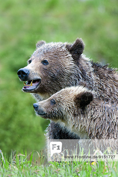 Grizzlybär  ursus horibilis  Grizzly  Bär  Mutter - Mensch  Kanada  junges Raubtier  junge Raubtiere
