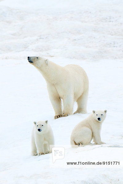 Eisbär  Ursus maritimus  Jungtier  Mutter - Mensch