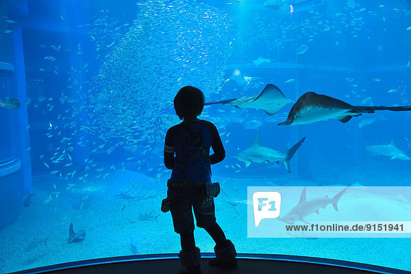 Teenager gazing as sea life in front of the 9-meter deep tank at Osaka Aquarium Kaiyukan  Osaka  Japan