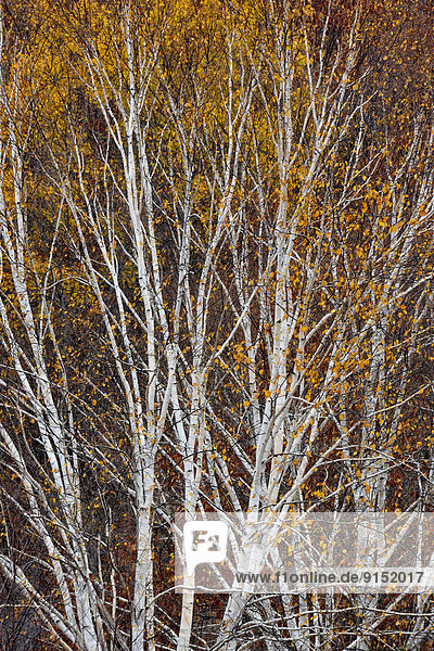 A hillside of silver birch in late autumn  Greater Sudbury (Lively)  Ontario  Canada