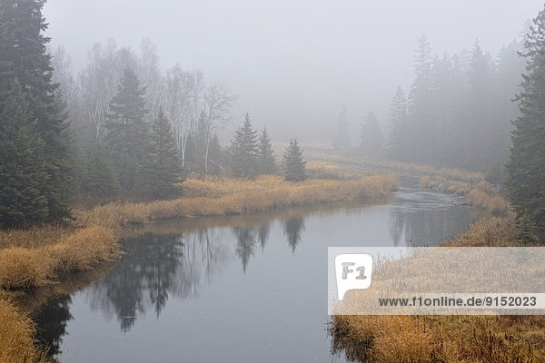 Tag  spät  Nebel  Herbst  Bach  Greater Sudbury  Kanada  Ontario