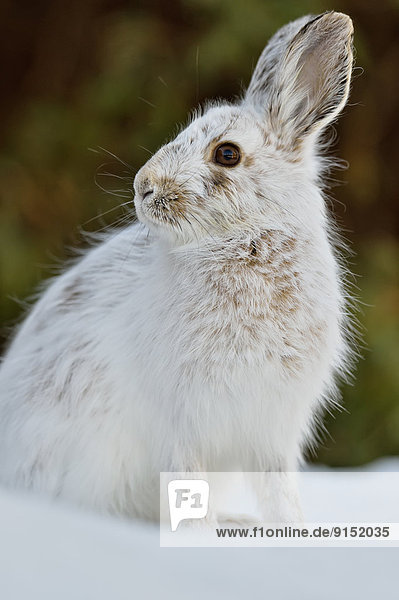 Schneeschuh  Winter  spät  Sortiment  Kanada  Hase  Ontario