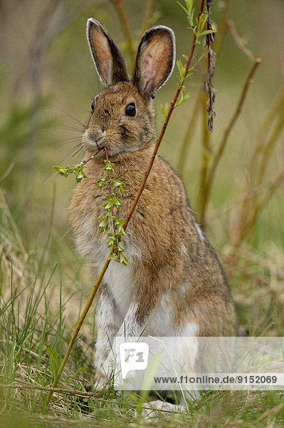Varying/snowshoe hare (Lepus americanus) Eating willow  Greater Sudbury (Lively)  Ontario  Canada