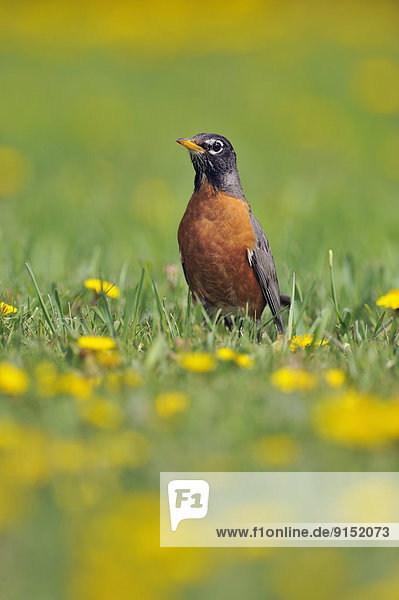 American robin (Turdus migratorius) Hunting among dandelions on a residential lawn  Greater Sudbury (Lively)  Ontario  Canada