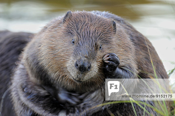 A close up image of an adult beaver  Castor canadenis  scratching his cheek with an interesting expression on his face