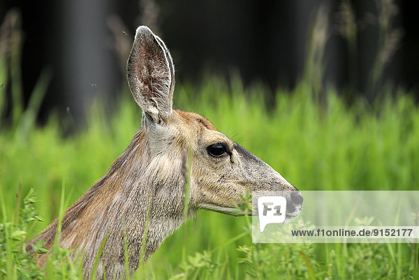 A side view of a female mule deer's face 'Odocoileus hemionus' hiding in the tall green summer grass.
