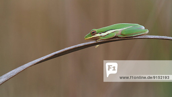 Baum  grün  Frosch  amerikanisch  Everglades Nationalpark  Florida