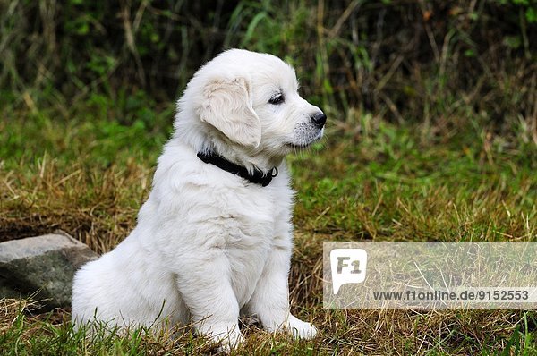 sitzend Rasen Golden Retriever englisch Welpe