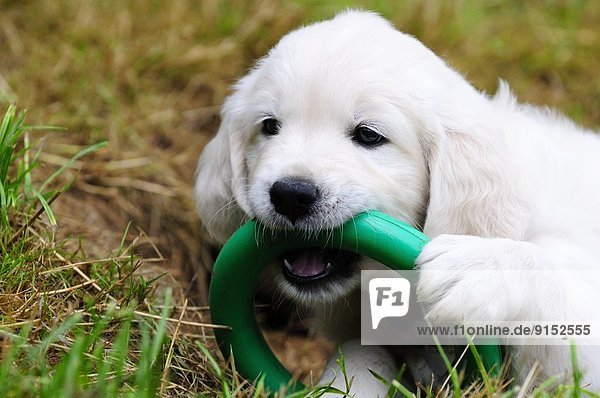 Purebred English Golden Retriever puppy playing with a green ring.