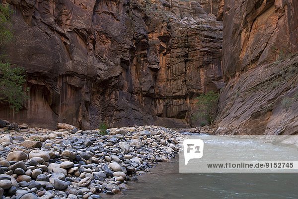 The Virgin River in The Narrows  Zion National Park  Utah  United States