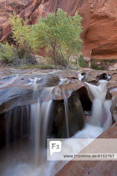 Waterfall in Coyote Gulch  Grandstaircase-Escalante National Monument  Utah  United States