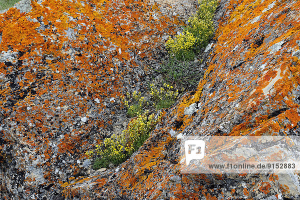 bedecken  Blume  gelb  Unterstützung  Waterton Lakes Nationalpark  Alberta  Boulder  Kanada  Flechte   Flechten