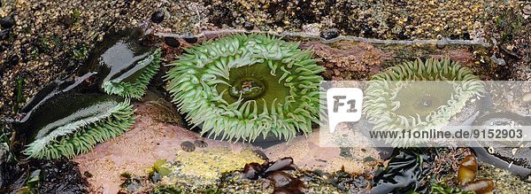 grün  Gezeiten  Vancouver Island  Hahnenfussgewächs  British Columbia  Kanada