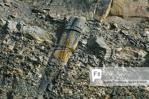 Baum  Wald  Gezeiten  Freisteller  Baumstamm  Stamm  UNESCO-Welterbe  Bucht  Kanada  Kohle  Fossil  Nova Scotia  Neuschottland