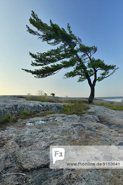 Georgian Bay Pine Tree in Kilbear Provincial Park  Ontario