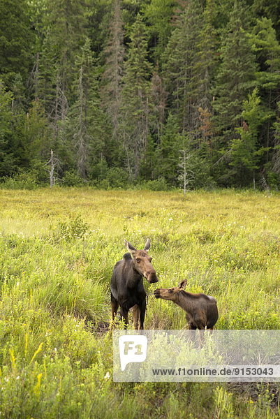 Moose and calf (Alces alces)  Algonquin Park  On