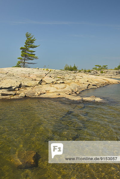Pine and rock on Black Bay  Georgian Bay  Ontario