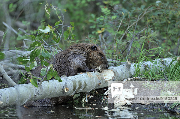 An adult beaver Castor canadenis  chewing on a poplar tree that he has just fallen near the safety of his dam.