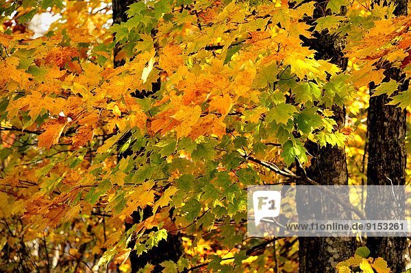 A close up horizontal image of a stand of maple trees with thier leaves turning the bright reds and yellows of autumn near Sussex New Brunswick Canada.