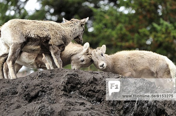 Three wild bighorn sheep babies Ovis canadensis  playfighting on top of a gravel hill in Jasper National Park  Alberta Canada.