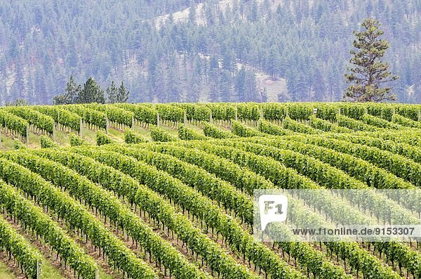 Vineyards in Okanagan Falls  British Columbia  Canada.