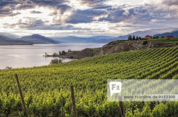 Vineyards above Okanagan Lake in Penticton  British Columbia  Canada.