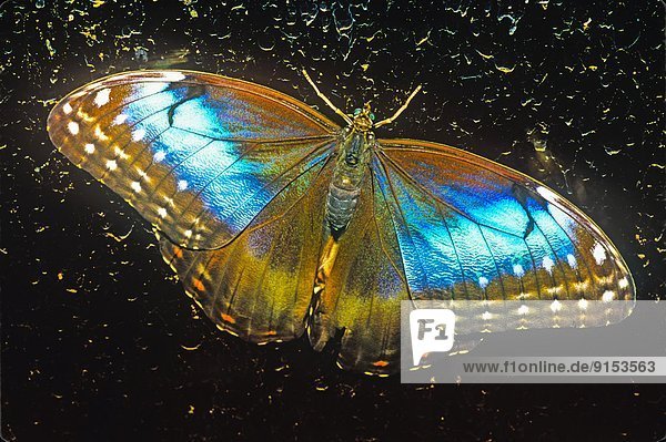 Morpho peleides limpida  Morpho Butterfly  Dorsal view