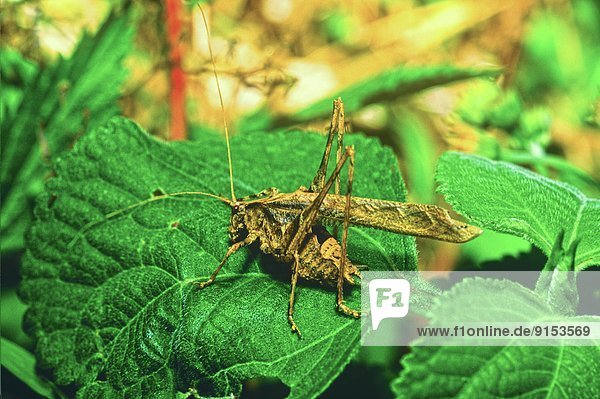 Phaneropterinae katydid (Insara sp)