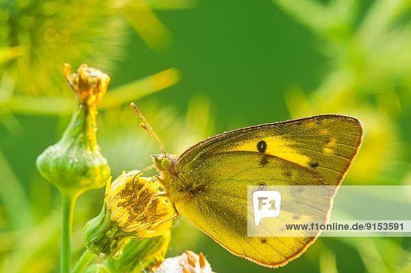 Alfalfa Butterfly  Orange Sulphur Butterfly  (Colias eurytheme)  Ventral view