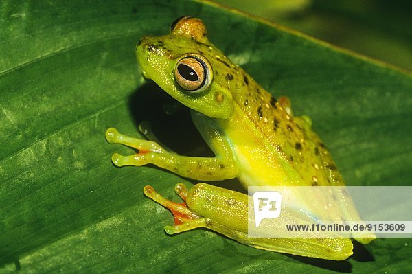 Baum Pflanzenblatt Pflanzenblätter Blatt Amphibie Frosch Kröte bufo gutteralis Laubfrosch Hyla arborea Costa Rica Regenwald