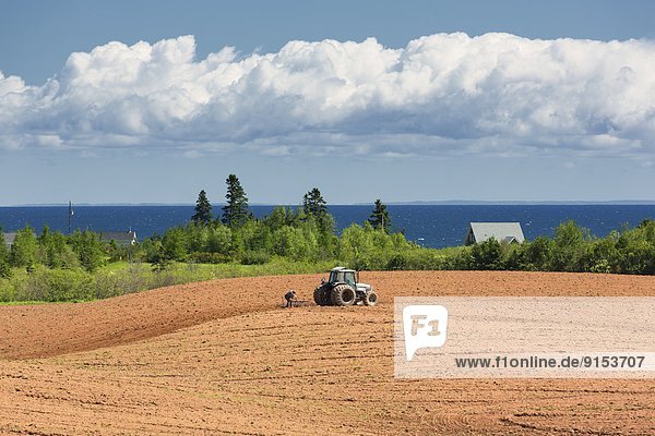 Spring planting  Northport  Nova Scotia  Canada