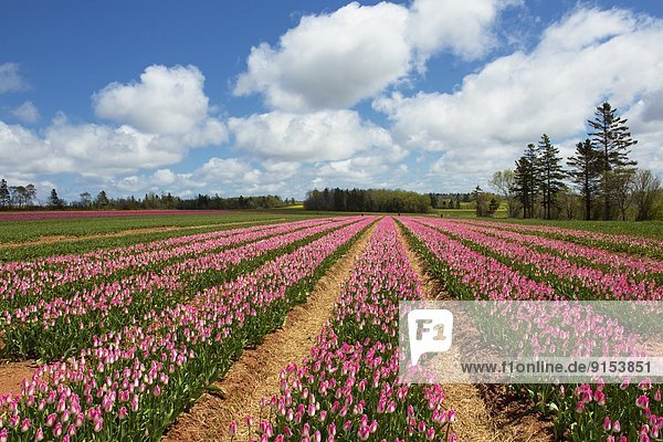 Kanada  Prince Edward Island