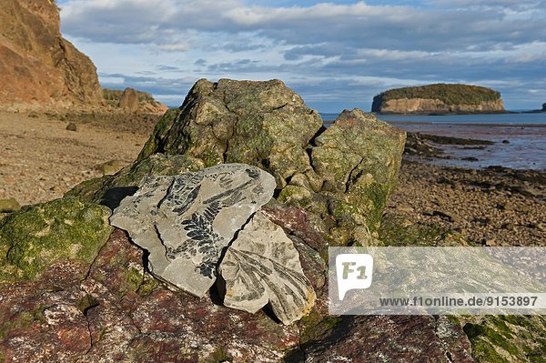 Reichtum  1  Bucht  Kanada  Fossil  Nova Scotia  Neuschottland