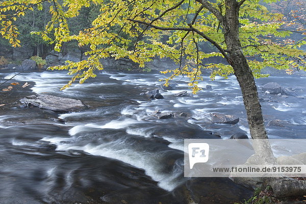 Autumn Scene on the Oxtonge River  Muskoka  Ontario  Canada