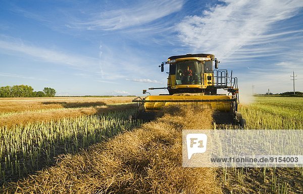 a combine harvester works in a swathed canola field near Niverville  Manitoba  Canada