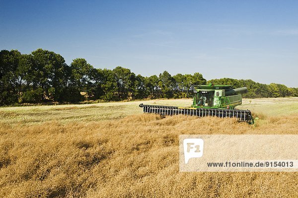 a combine harvester straight cuts a canola field next to a shelter belt  near Niverville  Manitoba