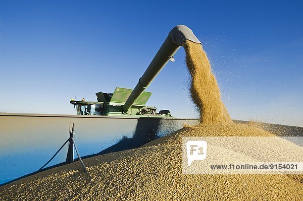 a combine harvester unloads soybeans into a grain wagon on the go during the harvest  near Niverville  Manitoba  Canada