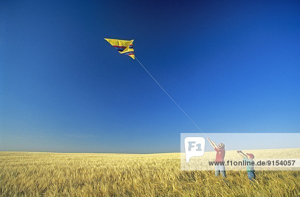 children flying a kite in a mature barley field  near Ponteix  Saskatchewan  Canada